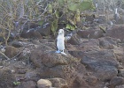 Blue footed booby   Blue Footed Boobie